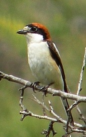 Woodchat Shrike - Lanius senator © Teresa Farino